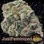 Amnesia Ryder Auto by World of Seeds Buds Weed Ganja Skunk Pot Reefer Dope Herb Pics Images