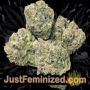 Amnesia Ryder Auto by World of Seeds Buds Weed Ganja Skunk Pot Reefer Dope Herb Pics Images
