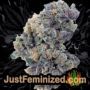 Amnesia Ryder Auto by World of Seeds Buds Weed Ganja Skunk Pot Reefer Dope Herb Pics Images