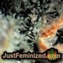 Amnesia Ryder Auto by World of Seeds THC CBD Close Up Trichomes Potency Yield Indica Sativa Strain Pic Images