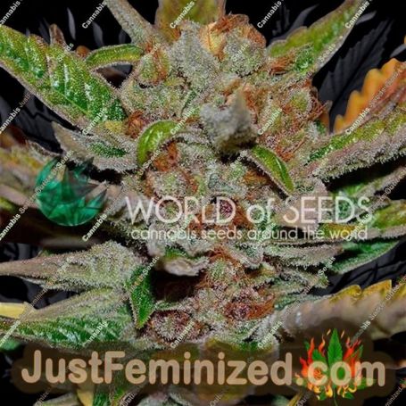 Bubba Haze by World of Seeds Cannabis Seeds For Sale at Just Feminized