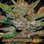 Bubba Haze by World of Seeds Cannabis Seeds For Sale at Just Feminized