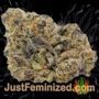 Bubba Haze by World of Seeds Buds Weed Ganja Skunk Pot Reefer Dope Herb Pics Images