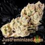 Bubba Haze by World of Seeds Buds Weed Ganja Skunk Pot Reefer Dope Herb Pics Images