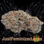 Bubba Haze by World of Seeds Buds Weed Ganja Skunk Pot Reefer Dope Herb Pics Images