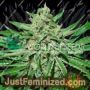 Tonic by World of Seeds Cannabis Seeds For Sale at Just Feminized