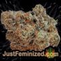 Tonic by World of Seeds Buds Weed Ganja Skunk Pot Reefer Dope Herb Pics Images