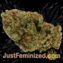 Tonic by World of Seeds Buds Weed Ganja Skunk Pot Reefer Dope Herb Pics Images
