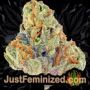 Tonic by World of Seeds Buds Weed Ganja Skunk Pot Reefer Dope Herb Pics Images
