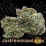 Tonic by World of Seeds Buds Weed Ganja Skunk Pot Reefer Dope Herb Pics Images