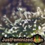 Tonic by World of Seeds THC CBD Close Up Trichomes Potency Yield Indica Sativa Strain Pic Images