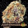 Coffee Ryder Auto by World of Seeds Buds Weed Ganja Skunk Pot Reefer Dope Herb Pics Images
