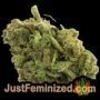 Coffee Ryder Auto by World of Seeds Buds Weed Ganja Skunk Pot Reefer Dope Herb Pics Images