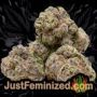 Coffee Ryder Auto by World of Seeds Buds Weed Ganja Skunk Pot Reefer Dope Herb Pics Images