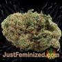 Coffee Ryder Auto by World of Seeds Buds Weed Ganja Skunk Pot Reefer Dope Herb Pics Images