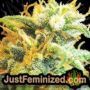 Coffee Ryder Auto by World of Seeds THC CBD Close Up Trichomes Potency Yield Indica Sativa Strain Pic Images