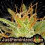Coffee Ryder Auto by World of Seeds THC CBD Close Up Trichomes Potency Yield Indica Sativa Strain Pic Images