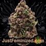 Ketama by World of Seeds Buds Weed Ganja Skunk Pot Reefer Dope Herb Pics Images