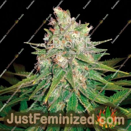 Mazar x Great White Shark by World of Seeds Cannabis Seeds For Sale at Just Feminized