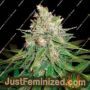 Mazar x Great White Shark by World of Seeds Cannabis Seeds For Sale at Just Feminized