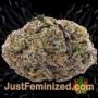 Mazar x Great White Shark by World of Seeds Buds Weed Ganja Skunk Pot Reefer Dope Herb Pics Images