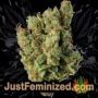 Mazar x Great White Shark by World of Seeds Buds Weed Ganja Skunk Pot Reefer Dope Herb Pics Images