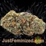 Mazar x Great White Shark by World of Seeds Buds Weed Ganja Skunk Pot Reefer Dope Herb Pics Images