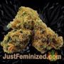 Mazar x Great White Shark by World of Seeds Buds Weed Ganja Skunk Pot Reefer Dope Herb Pics Images
