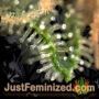 Mazar x Great White Shark by World of Seeds THC CBD Close Up Trichomes Potency Yield Indica Sativa Strain Pic Images