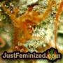 Mazar x Great White Shark by World of Seeds THC CBD Close Up Trichomes Potency Yield Indica Sativa Strain Pic Images