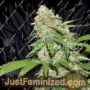 Mazar x White Rhino by World of Seeds Cannabis Seeds For Sale at Just Feminized