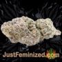 Mazar x White Rhino by World of Seeds Buds Weed Ganja Skunk Pot Reefer Dope Herb Pics Images