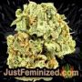 Mazar x White Rhino by World of Seeds Buds Weed Ganja Skunk Pot Reefer Dope Herb Pics Images