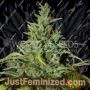 Neville Haze Ryder Auto by World of Seeds Cannabis Seeds For Sale at Just Feminized