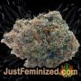Neville Haze Ryder Auto by World of Seeds Buds Weed Ganja Skunk Pot Reefer Dope Herb Pics Images