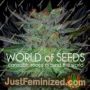 New York 47 by World of Seeds Cannabis Seeds For Sale at Just Feminized