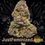 New York 47 by World of Seeds Buds Weed Ganja Skunk Pot Reefer Dope Herb Pics Images