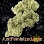 New York 47 by World of Seeds Buds Weed Ganja Skunk Pot Reefer Dope Herb Pics Images