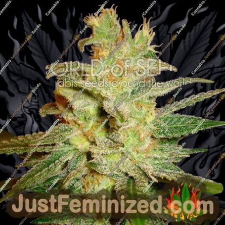 Northern Light x Big Bud by World of Seeds Cannabis Seeds For Sale at Just Feminized