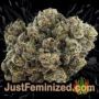 Northern Light x Big Bud by World of Seeds Buds Weed Ganja Skunk Pot Reefer Dope Herb Pics Images