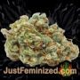 Northern Light x Big Bud Fast V by World of Seeds Buds Weed Ganja Skunk Pot Reefer Dope Herb Pics Images