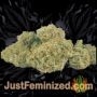 Northern Light x Big Bud Fast V by World of Seeds Buds Weed Ganja Skunk Pot Reefer Dope Herb Pics Images