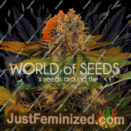 Northern Light x Big Bud Auto by World of Seeds Cannabis Seeds For Sale at Just Feminized