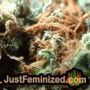 Northern Light x Big Bud Auto by World of Seeds THC CBD Close Up Trichomes Potency Yield Indica Sativa Strain Pic Images
