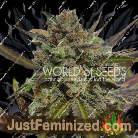 Northern Light x Skunk by World of Seeds Cannabis Seeds For Sale at Just Feminized