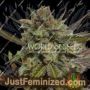Northern Light x Skunk by World of Seeds Cannabis Seeds For Sale at Just Feminized