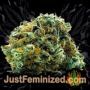 Northern Light x Skunk by World of Seeds Buds Weed Ganja Skunk Pot Reefer Dope Herb Pics Images