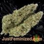 Northern Light x Skunk by World of Seeds Buds Weed Ganja Skunk Pot Reefer Dope Herb Pics Images