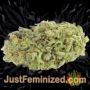 Northern Light x Skunk by World of Seeds Buds Weed Ganja Skunk Pot Reefer Dope Herb Pics Images