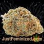 Northern Light x Skunk by World of Seeds Buds Weed Ganja Skunk Pot Reefer Dope Herb Pics Images